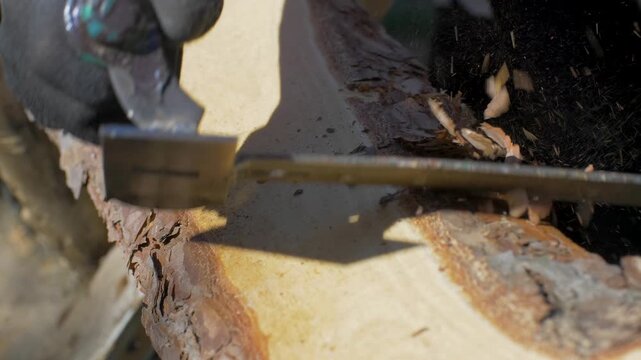 Detailed view shows natural pine tree board under bright sunlight. Metal drawknife edge peels rough bark flakes off organic timber beam. Organic wood grain offers unique rustic pattern