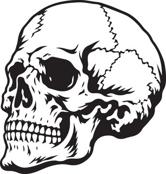 Detailed human skull profile, anatomical representation of bone structure, death symbol.