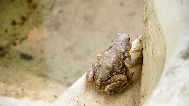 A toad in the foreground.