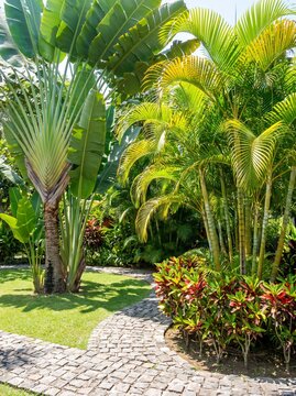 Stone pathway winding through a lush tropical garden with traveler palms and foliage