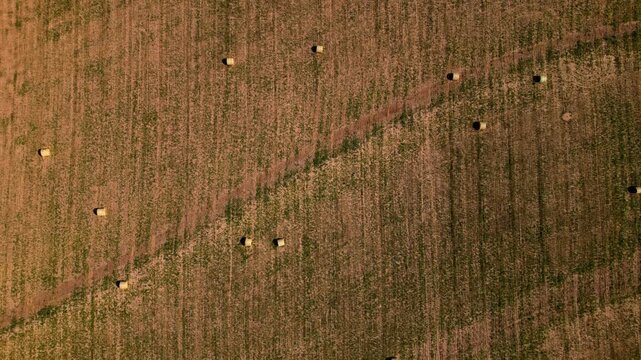 Top down aerial of round hay bales and mowing lines in a field