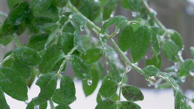 Transparent ice coat covers vibrant green rose bush leaves outdoors. Severe winter frost encases natural botanical life. Cold climate snap represents sudden environmental weather change in garden