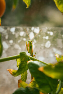 Green praying mantis perched on a cherry tomato stem and facing the camera, with folded forelegs and long orange antennae among green and yellowing leaves