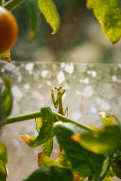 Green praying mantis resting on the stem of an indoor tomato plant, with slender orange antennae and folded front legs, surrounded by softly blurred tomato leaves and an orange cherry tomato, with nat