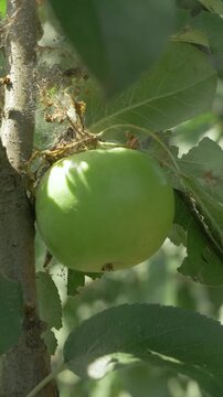 Bright green apple contrasts with unhealthy leaves. Cobwebs and caterpillars illustrate pests ruining fruit orchard. Untreated orchard faces reduced productivity. Sunlight brings focus to issue
