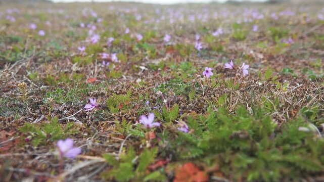 The seaside dunes are covered with blue flowers of heron's-bill (Erodium). Spring on the Sea of Azov