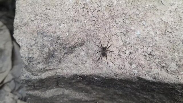 A video of a venomous animal&mdash;a type of tarantula&mdash;walking on a rock.