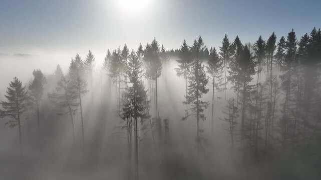 Aerial view of misty forest in Anhee, Belgium.