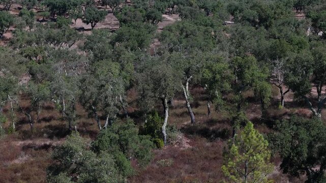 Aerial view of cork oak trees in a rural landscape, Portugal.
