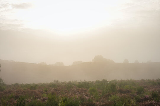 A minimalist morning landscape with dense fog obscuring the sky above rolling purple heather hills at the Posbank in the Netherlands.   