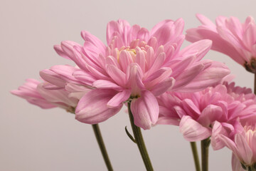Obraz premium Close-up selected soft focus cream beige pink Chrysanthemums; aster, gerbera Flower bud, stem, leaf. Neutral gray background