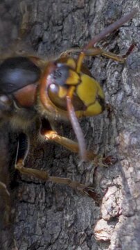 Detailed view of hornet on rough bark. Sharp mandibles and prominent yellow and black stripes visible. Reflects important role in pollination and forest pest regulation