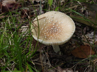 Toxic wild fungus growing in autumn leaves and green grass © Anjuschka