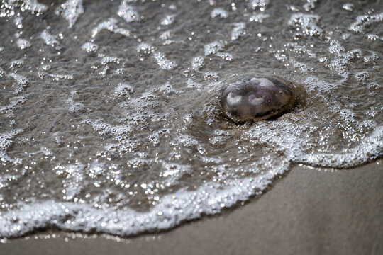 Jellyfish washed ashore on a sandy beach in Skagen Denmark with sea water foam covering the coastline.