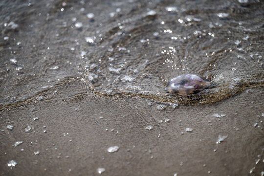Jellyfish washed ashore on a sandy beach in Skagen Denmark with sea water foam covering the coastline.
