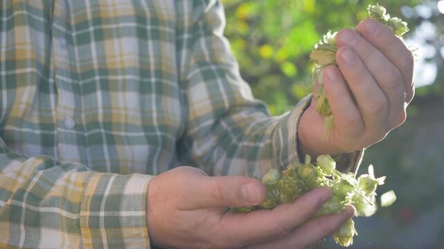  Fresh green hop cones are known for their unique shape. Valued for brewing, hops provide bitterness and balance in beer, complementing the sweetness of malt. Sunlight highlights green backdrop