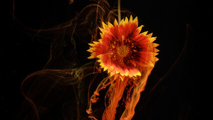 Orange red sunflower head suspended in dark water with swirling ink pigment trails © ossyffer