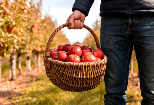 Basket Overflowing With Fresh Apples in an Orchard