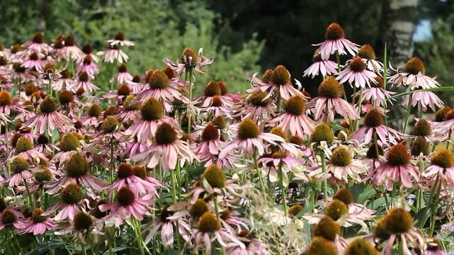 Fiori bianchi e rosa in un giardino