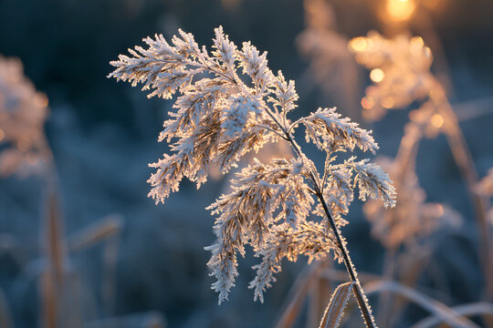 Dry seed head furred with frost glowing against the low sun
