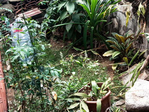 A messy and overgrown backyard garden space featuring various potted green plants, stacked terracotta roof tiles, and a plastic water jug against a concrete wall.