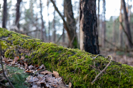 fallen tree trunk covered in vivid green moss on forest floor, fallen log with green moss close-up in woodland during autumn, mossy fallen tree with dry leaves in pine forest