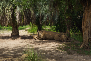 Two rhinoceros resting in shade under trees on sandy ground during hot sunny day in tropical climate © ChristopherTP