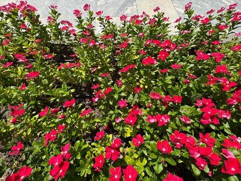 Close-up of a vibrant flower bed filled with blooming red Madagascar periwinkle (Catharanthus roseus) flowers and glossy green foliage on a sunny day.