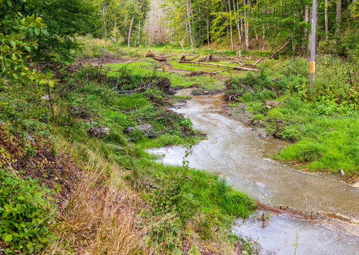 Broken beaver dam in a forest valley, with fallen logs, muddy water and a disrupted stream channel surrounded by lush woodland vegetation.