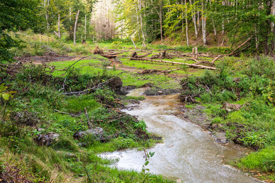 Broken beaver dam in a forest valley, with fallen logs, muddy water and a disrupted stream channel surrounded by lush woodland vegetation.
