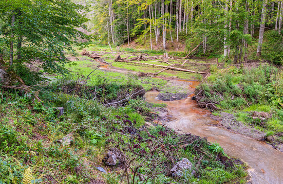 Broken beaver dam in a forest valley, with fallen logs, muddy water and a disrupted stream channel surrounded by lush woodland vegetation.
