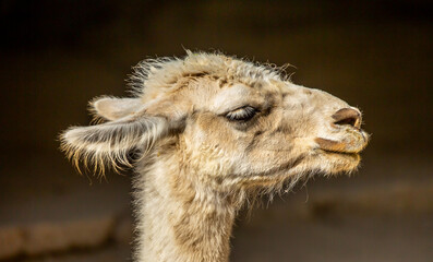 Fototapeta premium Llama close-up. Portrait of a light-colored llama.