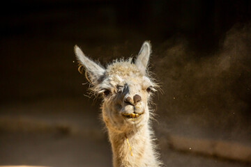 Fototapeta premium Llama close-up. Portrait of a light-colored llama.