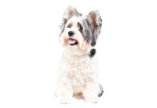 Cute Biewer Yorkshire Terrier dog looking up sitting isolated on a white background