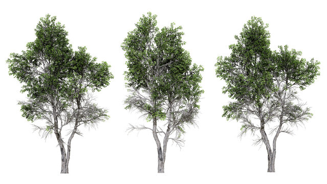 Highly detailed 3d rendered mature broadleaf trees with rich summer foliage and textured bark for environmental design