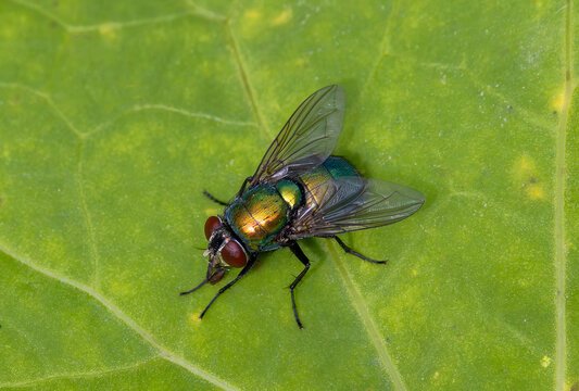 Close-up of a common green bottle fly (Lucilia sericata) resting on a leaf