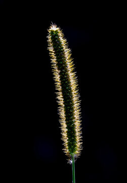 Close-up profile of a foxtail grass seedhead (genus Setaria), backlit against a black background