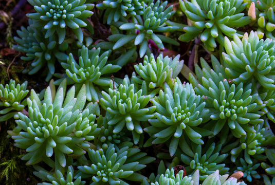 Close-up with Sedum forsterianum plants, commonly referred to as Rock Stonecrop or Forsters Stonecrop