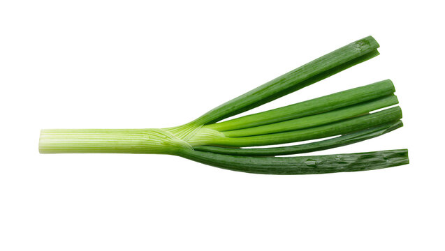 Fresh green scallion stalks with vibrant green leaves, isolated on transparent background