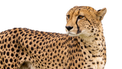Spotted cheetah with distinctive facial tear marks, isolated on transparent background © Mia