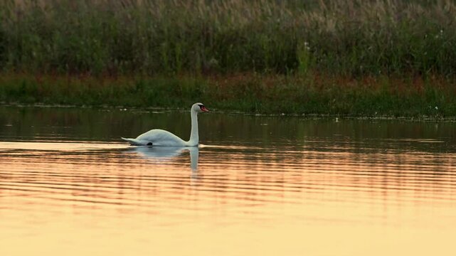 Whooper swans swim through pond water and reeds before taking flight and flying low over the water at sunrise in slow motion