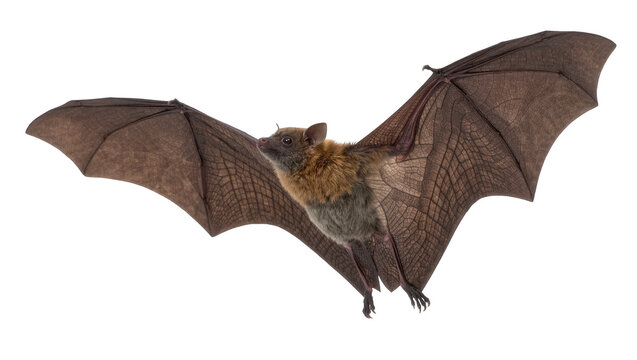 Brown bat with large wings spread, isolated on transparent background