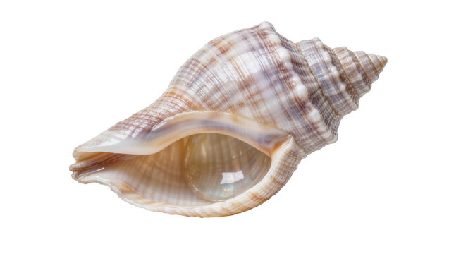 Spiral seashell with intricate patterns, isolated on transparent background