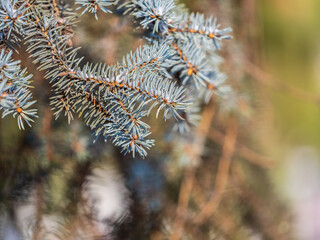 Background of green spruce branches in sunset light © Dmitrii Potashkin