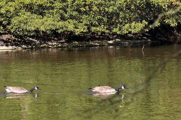 geese on the lake © Brian
