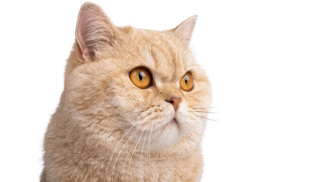 Fluffy cream exotic shorthair cat with amber eyes, isolated on transparent background
