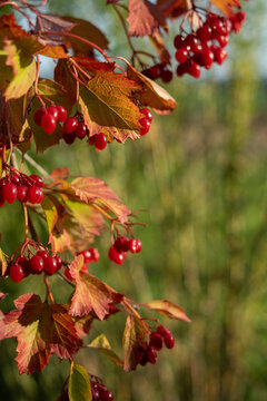 Red Viburnum Berries and Autumn Leaves in Warm Fall Light with Copy Space