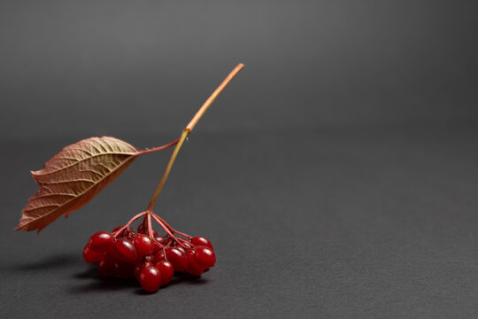 Red Viburnum Berry Cluster with Autumn Leaf on Dark Background