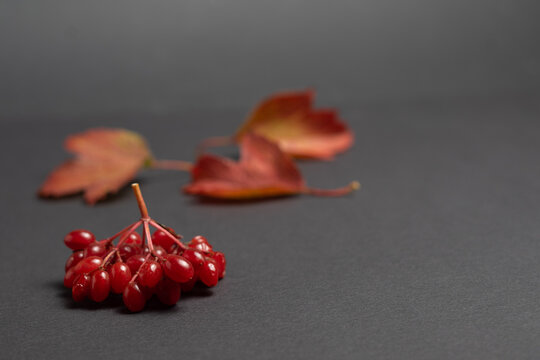 Red Viburnum Berry Cluster with Autumn Leaf on Dark Background
