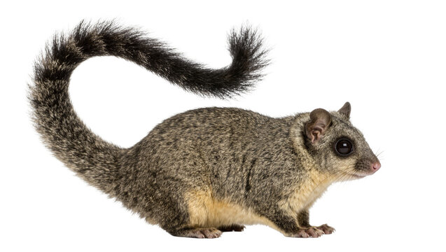 Fluffy grey possum with bushy tail, isolated on transparent background
